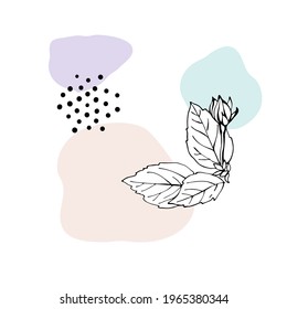 Hibiscus bud and leaves as design elements. Hand drawn sketch style. Line art. Mallow Chinese Rose. Herbal tea. Hawaii. Plants vector elements on blobs background.