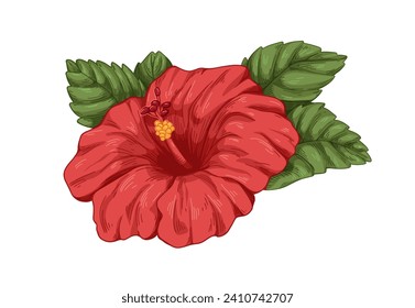 Hibiscus bud, red flower and leaf. Blossomed floral plant, botanical vintage retro drawing. Realistic detailed exotic bloom with leaves. Hand-drawn vector illustration isolated on white background