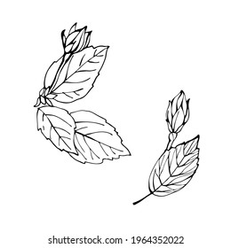 Hibiscus buds and leaves as design elements. Hand drawn sketch style. Line art. Mallow Chinese Rose. Herbal tea. Hawaii. Tropical vector elements on white.