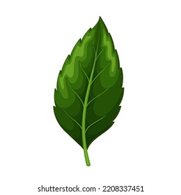Hibiscus or Chinese rose leaf vector illustration.