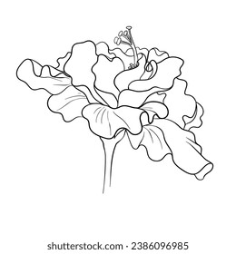 Hibiscus curly large large open bud line art. For wedding invitations design and decor, greeting cards and name day and thank you cards