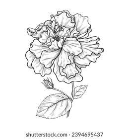 Hibiscus curly large large open bud line art. For wedding invitations design and decor, greeting cards and name day and thank you cards