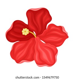 Hibiscus Detailed Flower in Full Bloom Vector Illustration