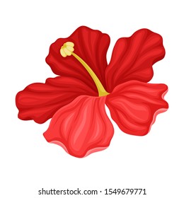 Hibiscus Detailed Flower in Full Bloom Vector Illustration