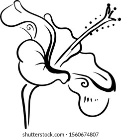 Desenho de hibisco, ilustração, vetor sobre fundo branco.