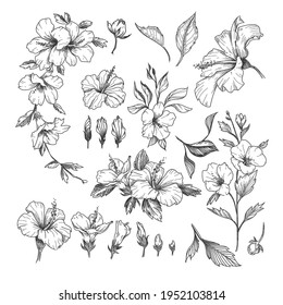 Hibiscus engraved illustrations set. Hand drawn sketch of exotic hibiscus flower, floral outline design isolated on white background. Hawaii, flowers, decoration concept