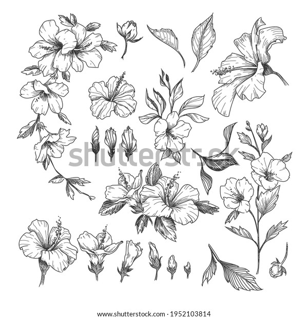 Hibiscus engraved\
illustrations set. Hand drawn sketch of exotic hibiscus flower,\
floral outline design isolated on white background. Hawaii,\
flowers, decoration\
concept