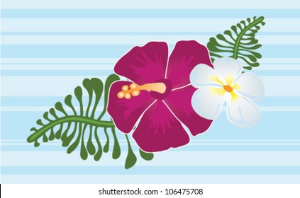 Hibiscus: flor de Jamaica