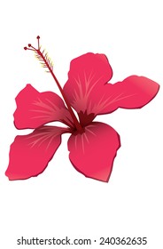 Hibiscus Flower