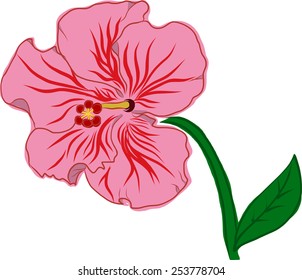 Hibiscus Flower