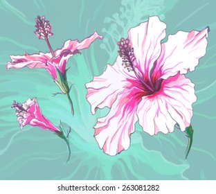Hibiscus flower