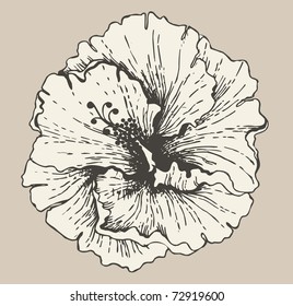 Hibiscus flower