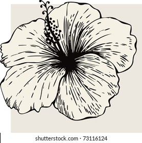 Hibiscus flower