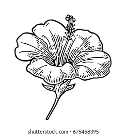 Hibiscus flower. Black engraving vintage illustration isolated on white background.