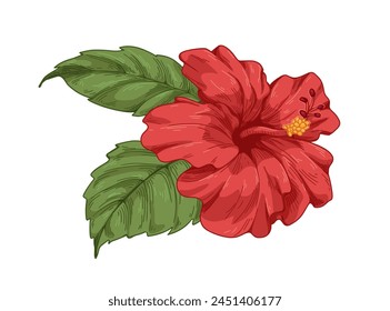 Hibiscus flower in bloom, retro vintage style. Detailed botanical drawing, blossomed Hawaiian floral bud. Realistic exotic tropical flora. Hand-drawn vector illustration isolated on white background