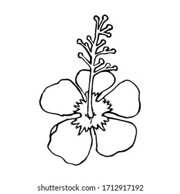 Hibiscus flower blossom on a white background. Tropical plant hand drawn vector illustration