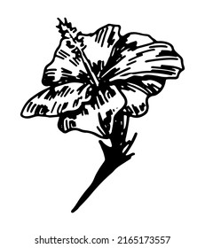 Hibiscus flower clipart. Tropical floral doodle sketch. Hand drawn vector botany illustration. Engraving style doodle isolated on white.