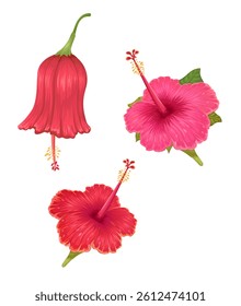 Hibiscus Flower Collection Set Illustration Vector
