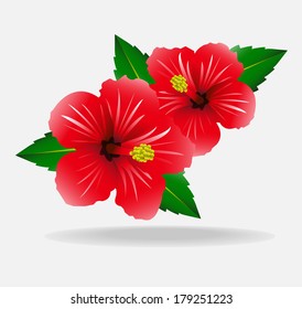 Hibiscus Flower color red