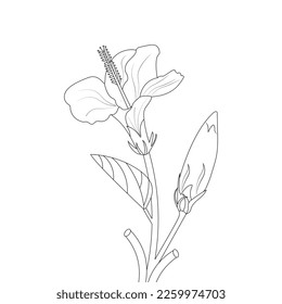 Hibiscus Flower Coloring Page And Book illustration Line Art Hand Drawn Of Beautiful Flower Black And White China Rose Drawing Vector Flower 