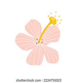 Hibiscus flower. Decorative hand-drawn tropical hibiscus flowers in Scandinavian style. Cute baby pink hibiscus flower on white background for printing, textiles.