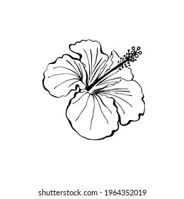 Hibiscus flower as design elements. Hand drawn sketch style. Line art. Mallow Chinese Rose. Herbal tea. Hawaii. Tropical vector elements on white.