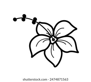 Hibiscus flower doodle icon. Vector illustration of a tropical blossom plant outline on a white background.