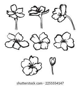 Hibiscus flower drawing with brush line on white backgrounds