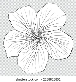 Hibiscus flower drawing line art vector illustrations. Botanical floral hand drawn element.