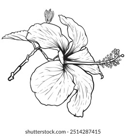 Hibiscus flower drawing line art vector illustrations. Botanical floral freehand drawn element.