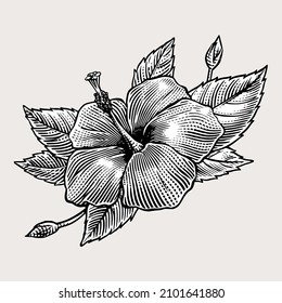 A Hibiscus Flower drawing in Vintage Engraving Style Illustration 