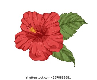 Hibiscus flower. Exotic floral blossom, bud with delicate petals, leaves. Tropical blooming plant in realistic style. Spring botanical hand-drawn vector illustration isolated on white background