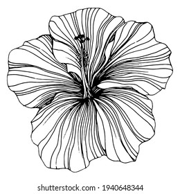 Hibiscus flower. Floral botanical. Isolated illustration element. Vector hand drawing wildflower for background, texture, wrapper pattern, frame or border.
