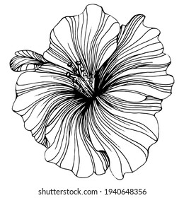 Hibiscus flower. Floral botanical. Isolated illustration element. Vector hand drawing wildflower for background, texture, wrapper pattern, frame or border.