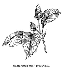 Hibiscus flower. Floral botanical. Isolated illustration element. Vector hand drawing wildflower for background, texture, wrapper pattern, frame or border.
