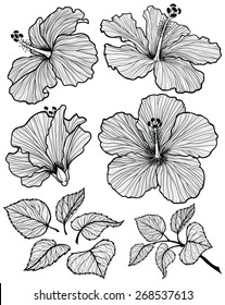 Hibiscus flower  graphic head set  with leaves and branch with leaves isolated on white background. Vector illustration, hand-drawn.