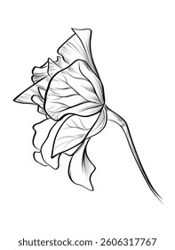 Hibiscus Flower Hand Drawing Vector