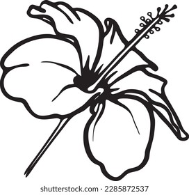 Hibiscus flower. hand drawn illustration. Vector outline. Isolated. Botanical hand painted hibiscus flowers, leaf branch line art. Design for wallpaper, banner, print, poster, cover, greeting