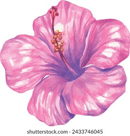 Hibiscus flower. Hand drawn watercolor paradise flower. Tropics, jungle, exotic, paradise