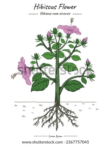Hibiscus flower illustration tree, leaf, stem, flower, root. flower isolated. 