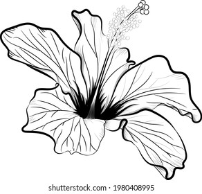 Hibiscus flower individual isolated on with background. Digitally hand drawn flower vector. Botanical illustration for coloring page. Decorative element. 