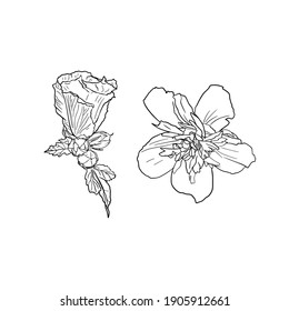 Hibiscus flower isolated in line. Tropical flower blank for designer, coloring book, print