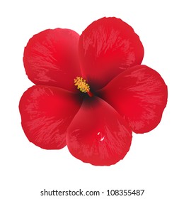 Hibiscus Flower, Isolated On White Background, Vector Illustration