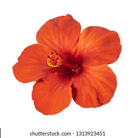 Hibiscus flower isolated on white background. Red chinese rose. Closeup macro detailed view. Hibiscus is one of the most popular flowering shrubs and flower image for fashion fabric and clothes.