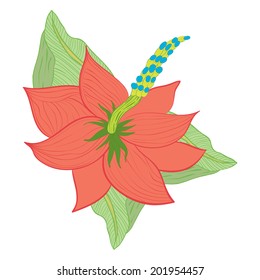 Hibiscus flower. Isolated. Vector illustration