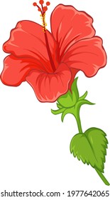Hibiscus flower with leaf isolated on white background illustration