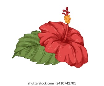 Hibiscus flower and leaf. Red petals, floral bud, stamen. Blossomed plant, botanical drawing in realistic vintage style. Detailed tropical bloom. Drawn vector illustration isolated on white background