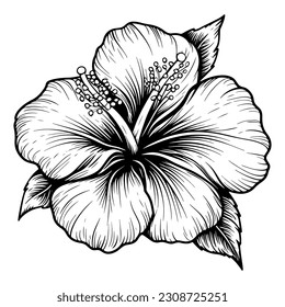 Hibiscus flower with leaves line art. Black outline vector botanical art. Modern tropical floral illustration.