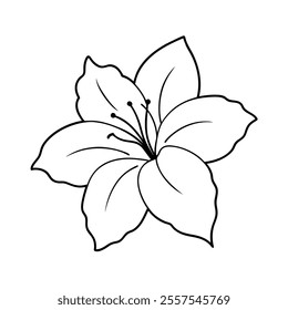 Hibiscus Flower Line Art Vector Illustration