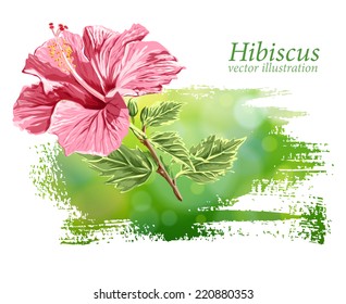 Hibiscus flower on green background. Vector drawing / Eps10